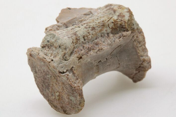 Triassic, Theropod Dinosaur (Coelophysis) Vertebra - Arizona #198230